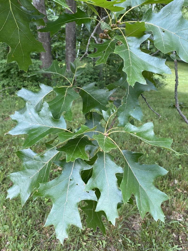 Black Oak photo 8
