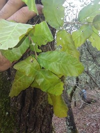 Quercus verde