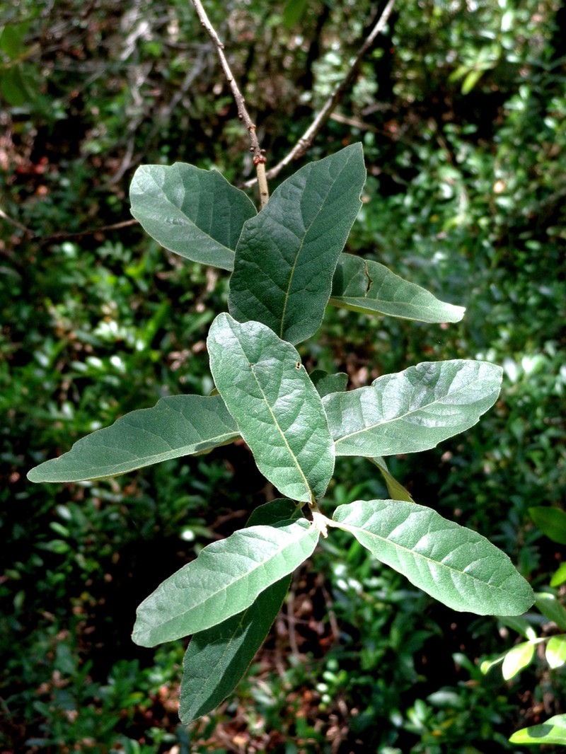 Quercus verde photo 3
