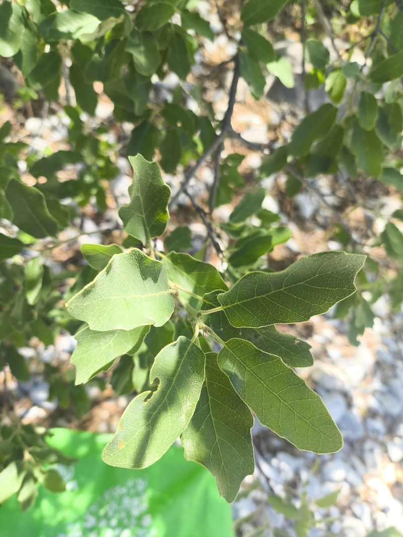Quercus verde photo 4