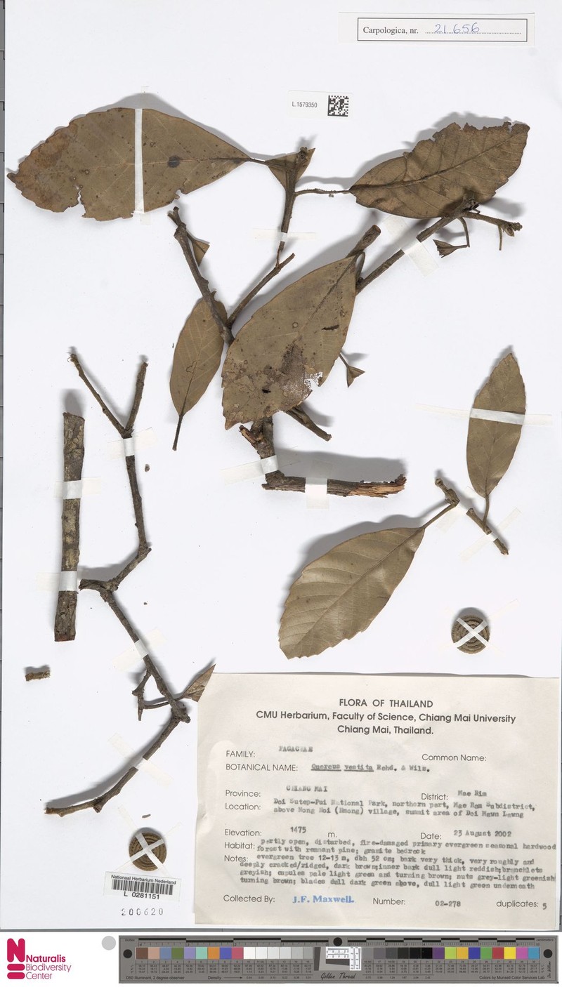 Quercus vestita