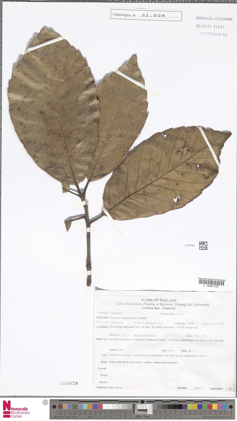 Quercus vestita photo 2