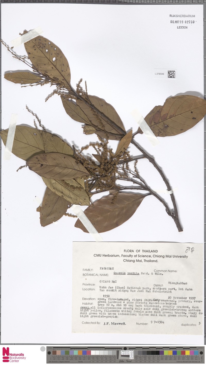 Quercus vestita photo 3