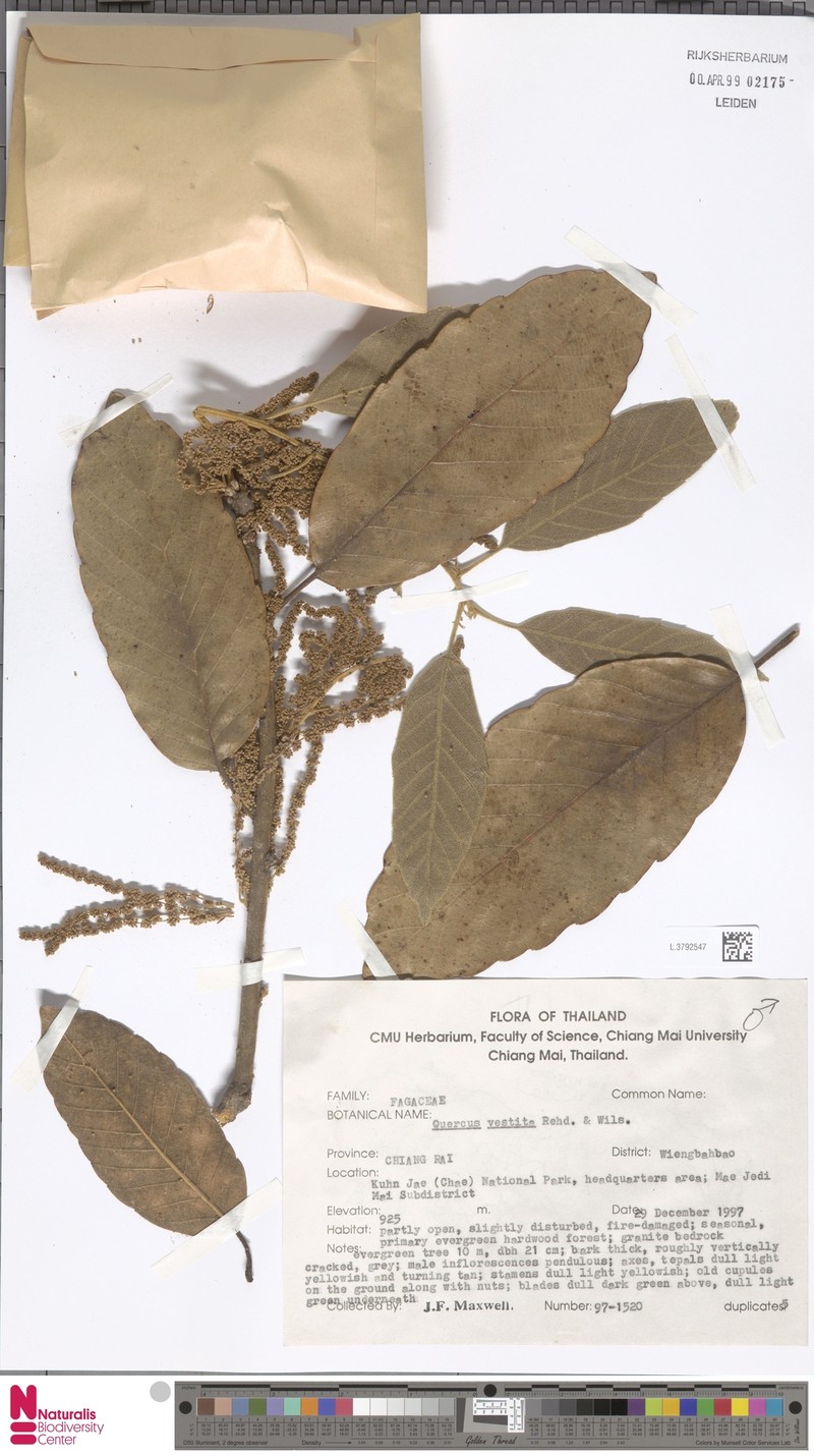 Quercus vestita photo 4