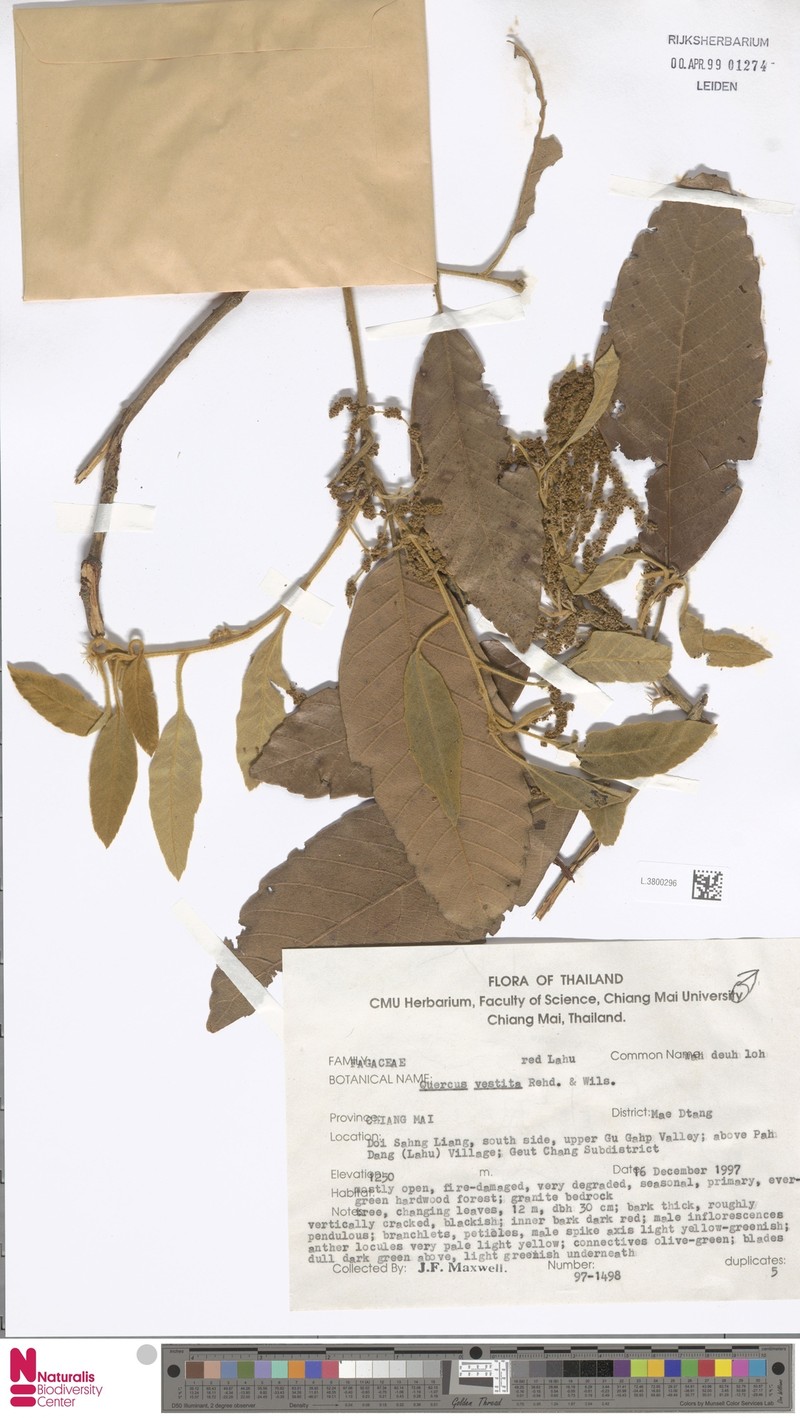Quercus vestita photo 5