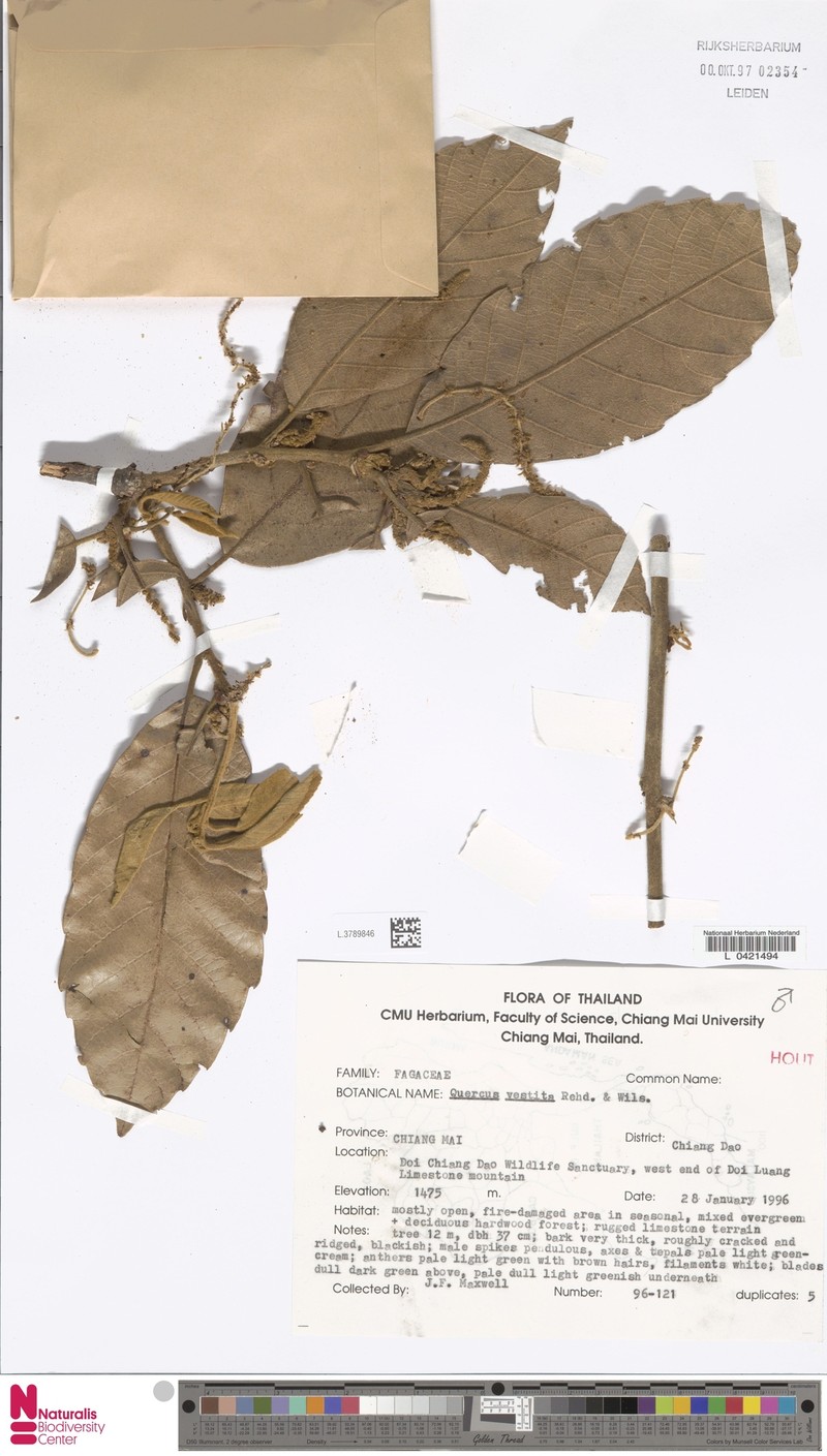 Quercus vestita photo 6