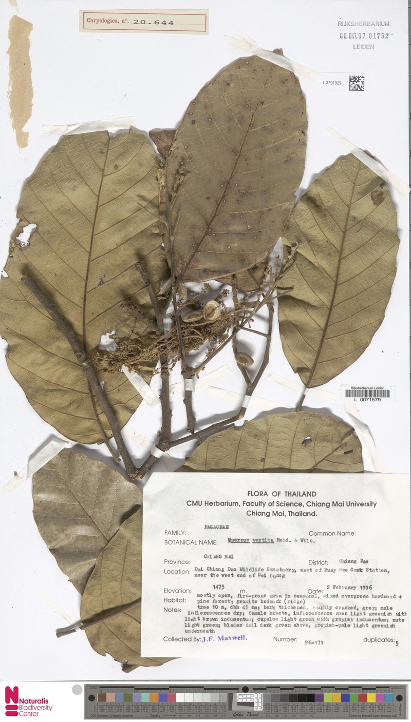 Quercus vestita photo 7