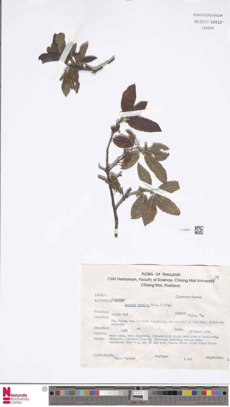 Quercus vestita photo 8