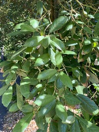 Quercus vicentensis