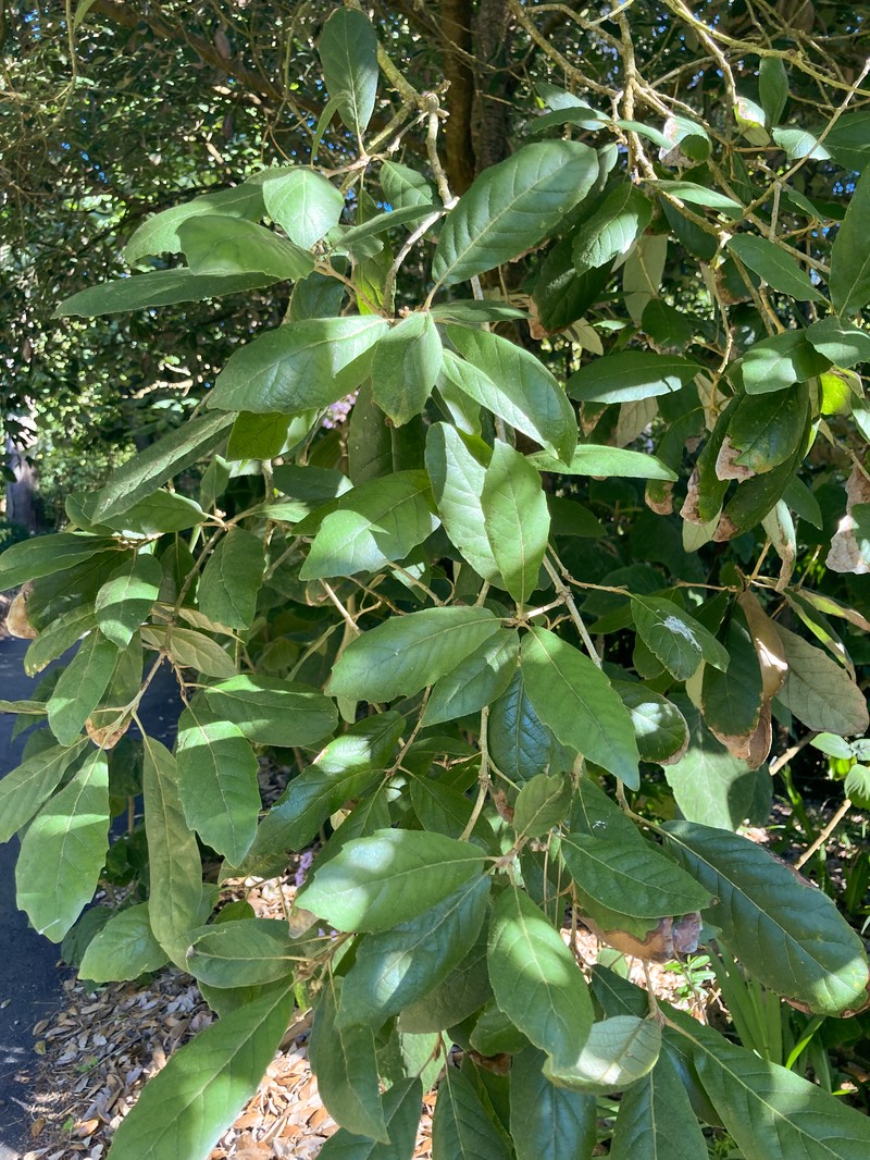 Quercus vicentensis