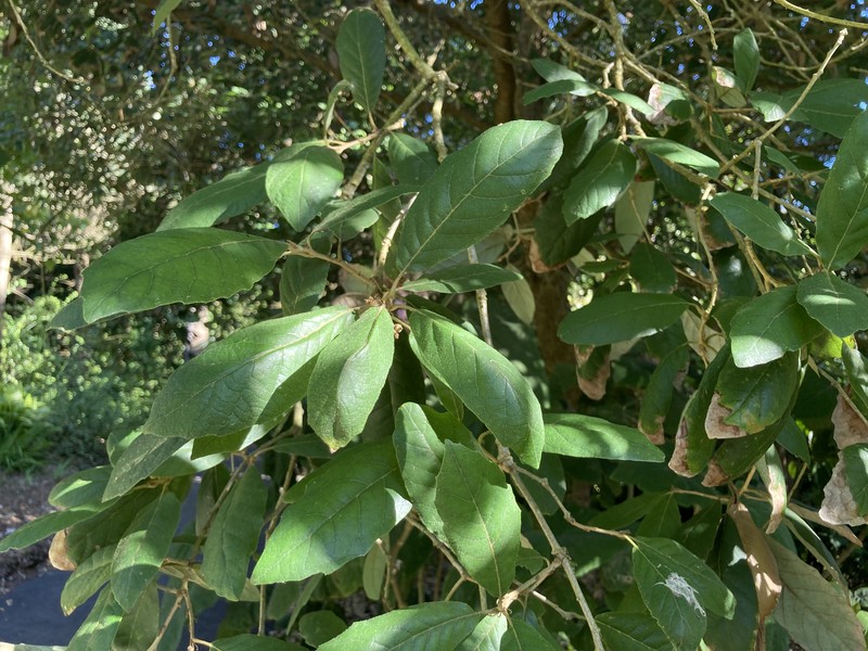 Quercus vicentensis photo 2
