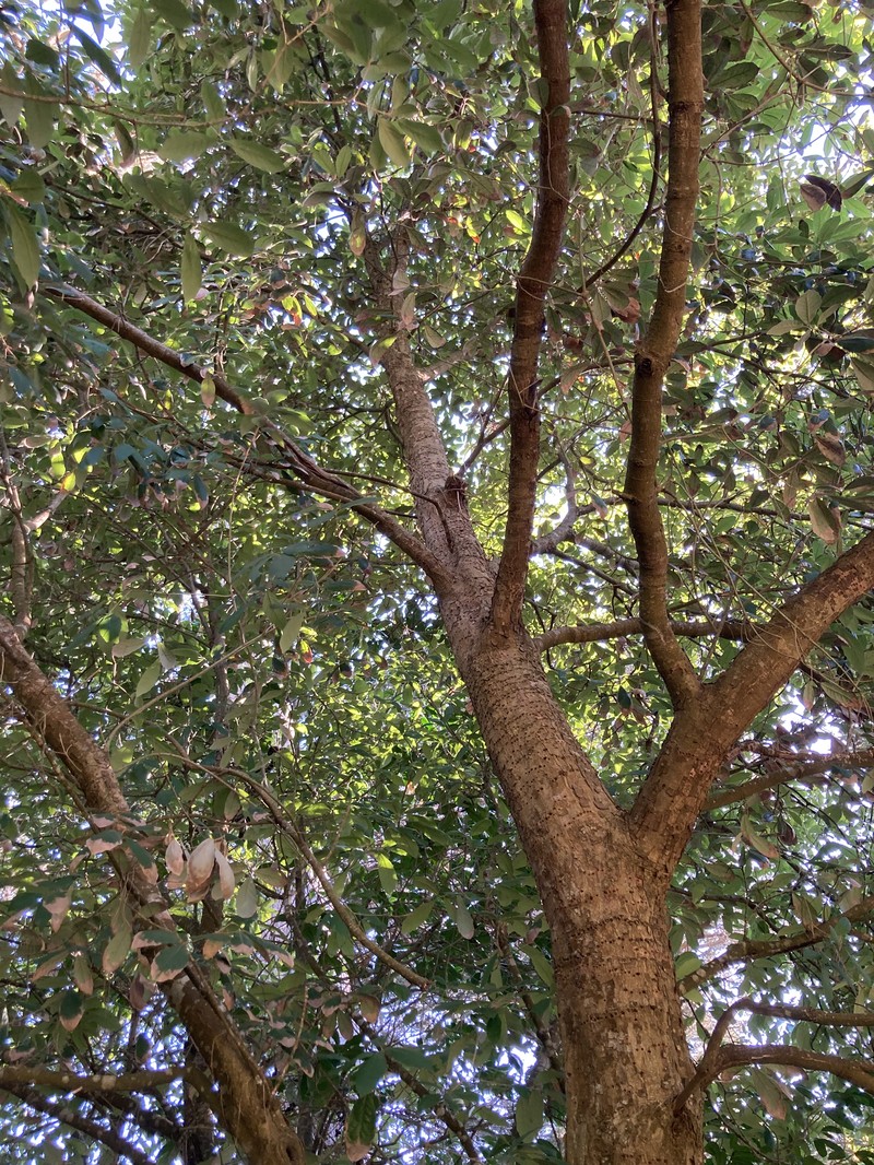 Quercus vicentensis photo 3