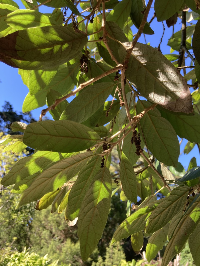 Quercus vicentensis photo 4