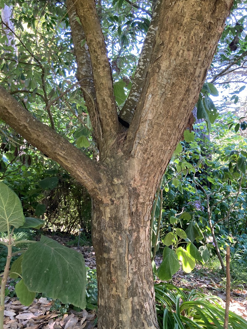 Quercus vicentensis photo 5