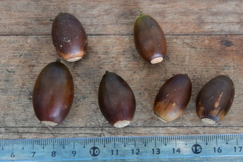 Quercus vicentensis photo 7