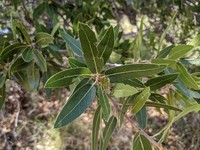 Sonoran Oak