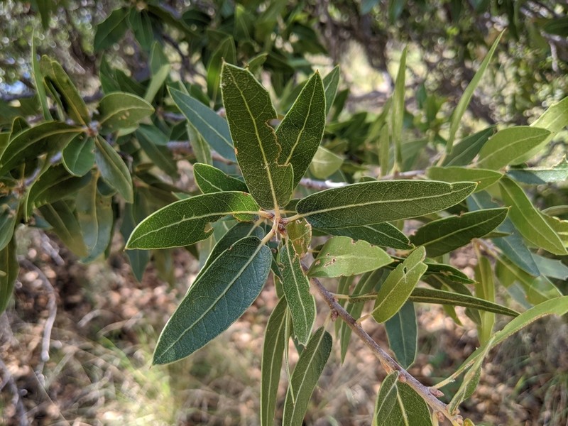 Sonoran Oak photo 2