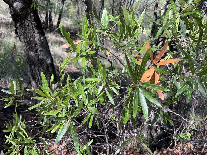 Sonoran Oak photo 3