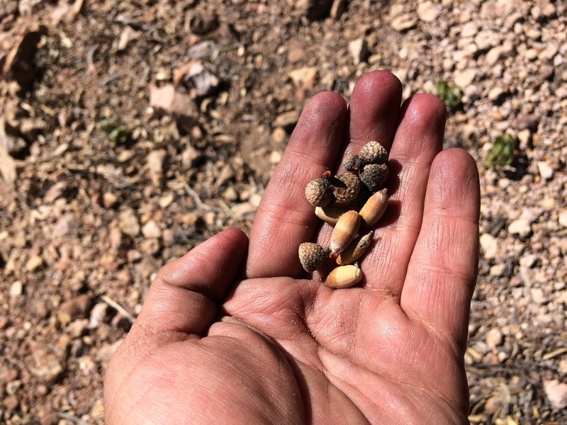 Sonoran Oak photo 4