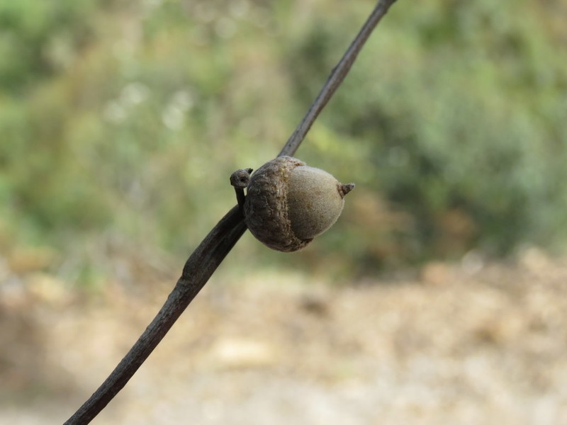 Sonoran Oak photo 5
