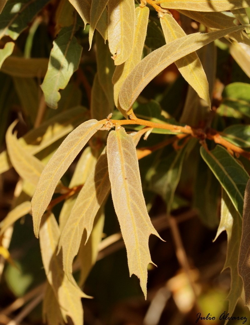 Sonoran Oak photo 6