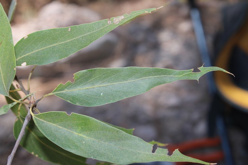 Sonoran Oak photo 7