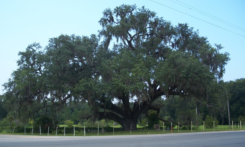 Live Oak