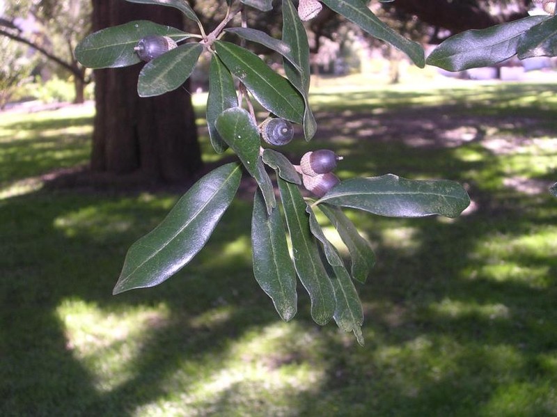 Live Oak photo 4