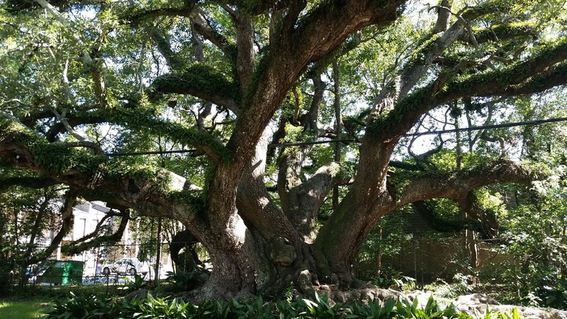 Live Oak photo 3
