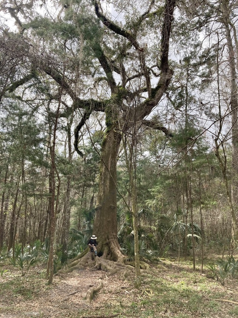 Live Oak photo 4