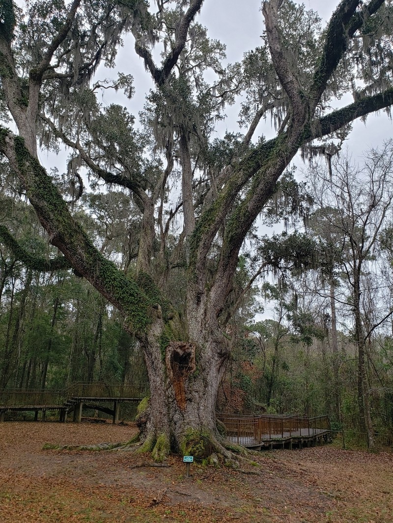 Live Oak photo 5