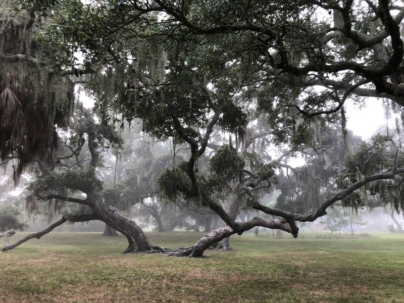 Live Oak photo 6