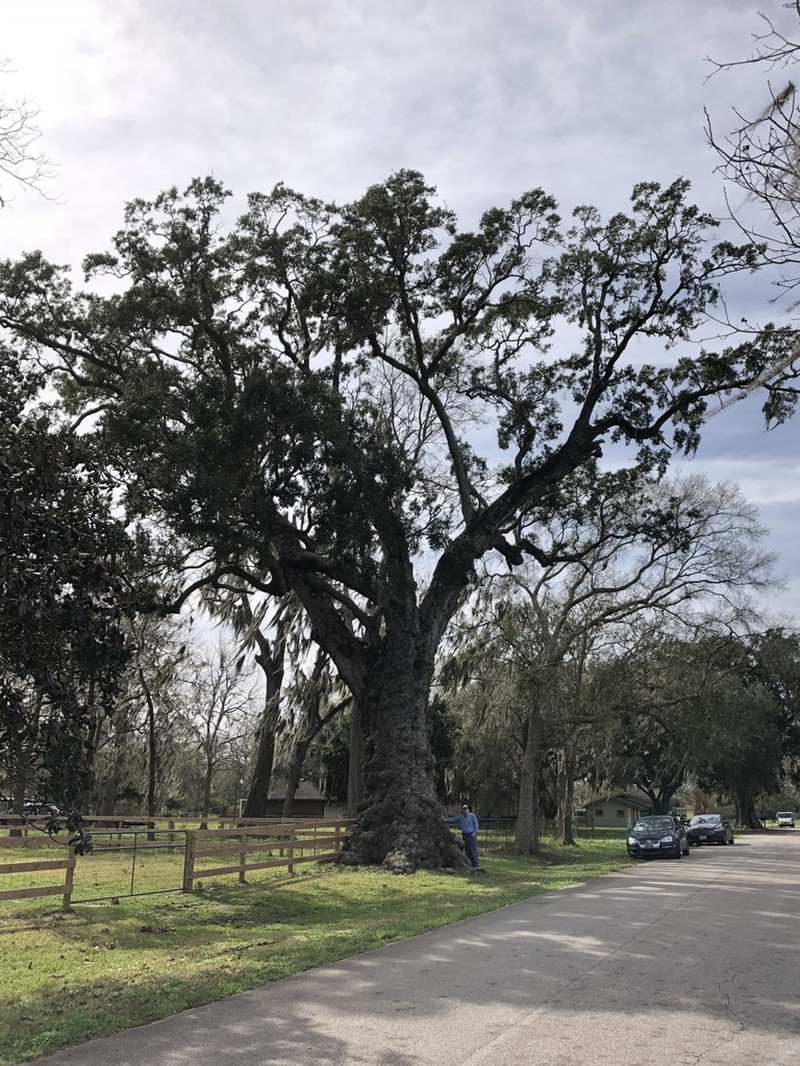 Live Oak photo 7