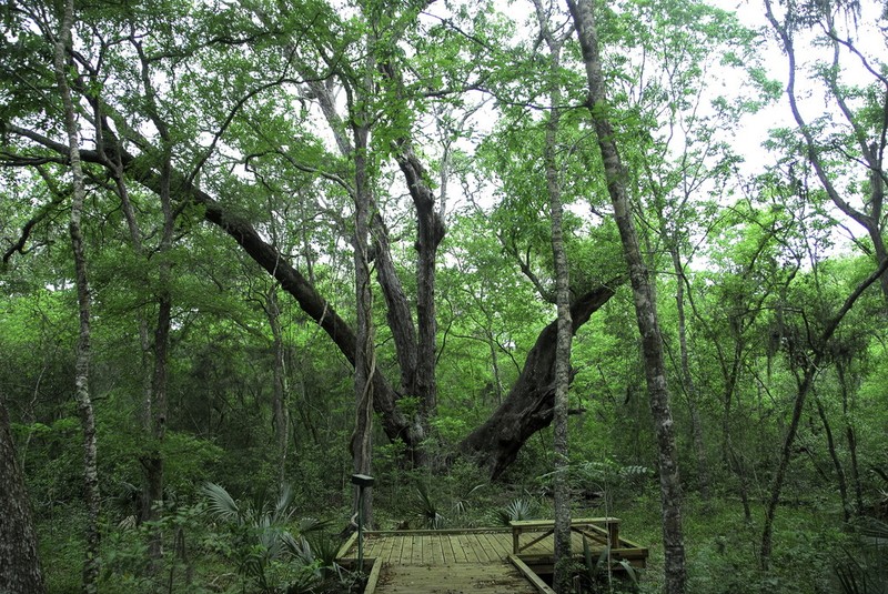 Live Oak photo 8