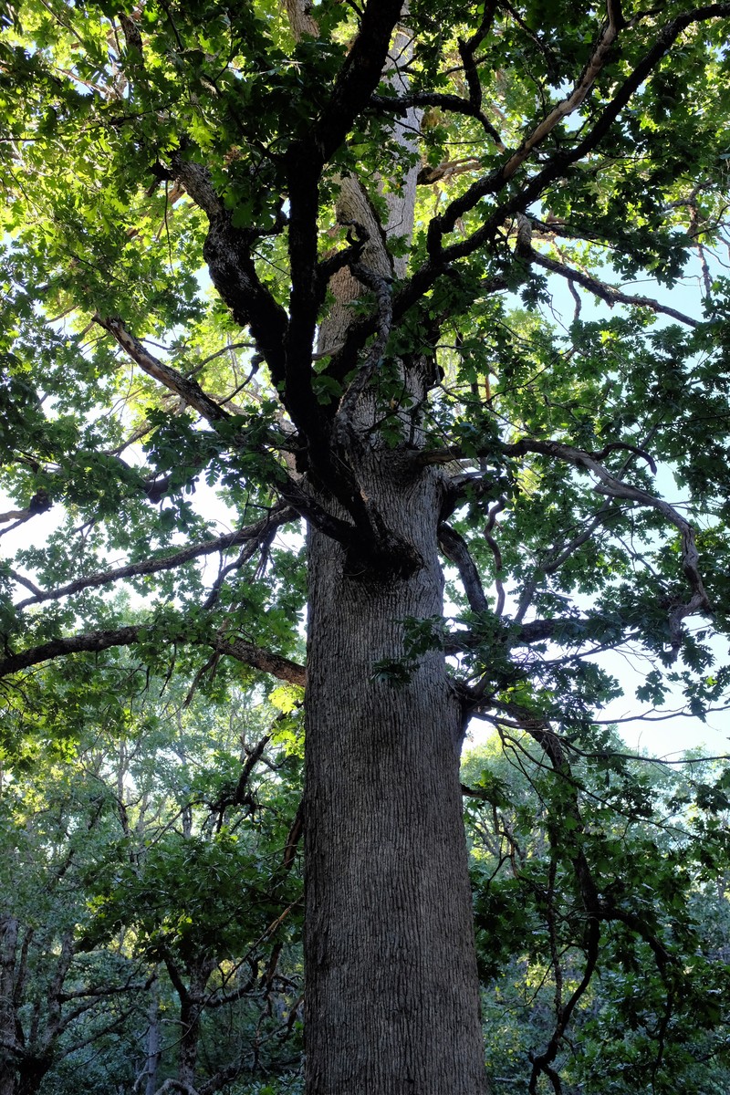 Quercus vulcanica