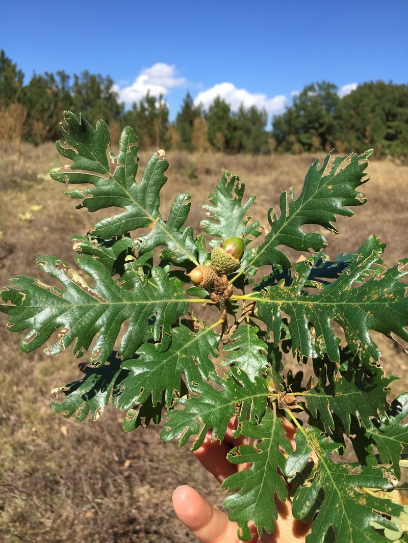 Quercus vulcanica photo 2