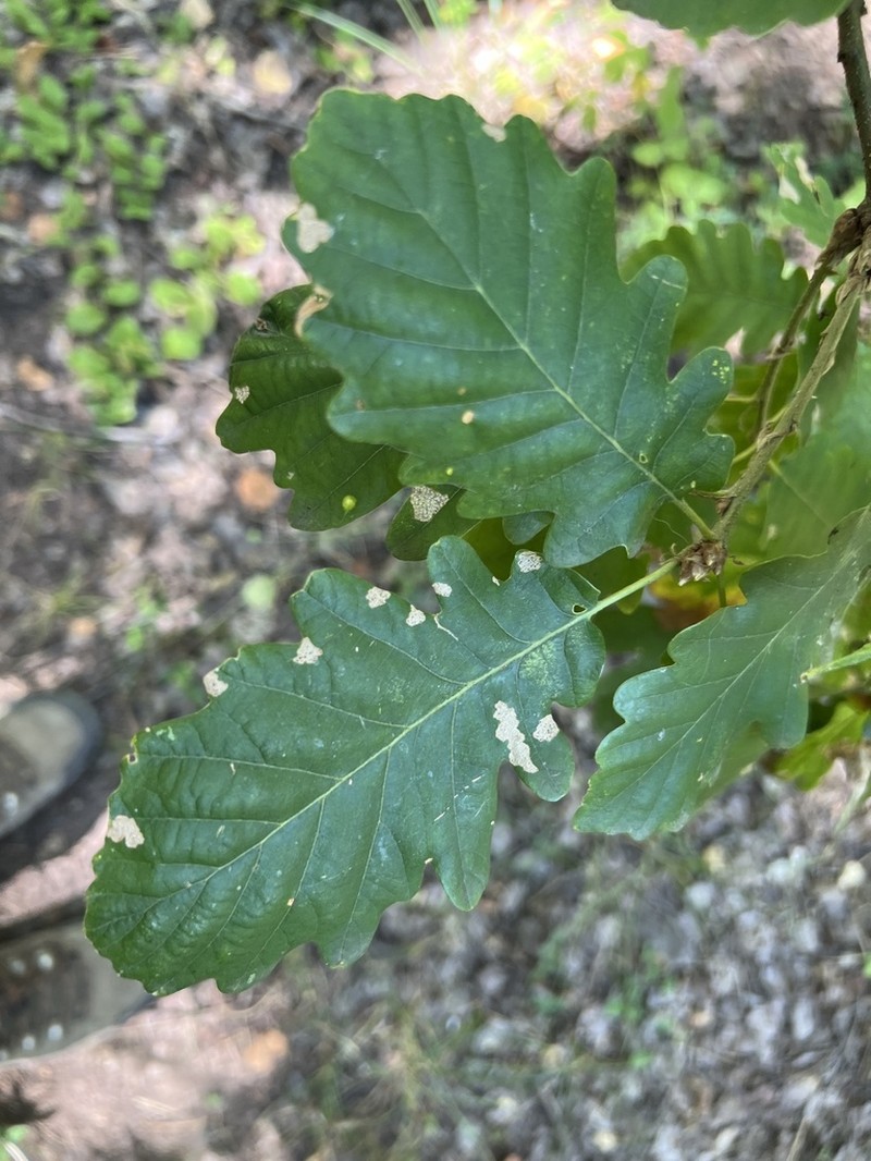 Quercus vulcanica photo 3