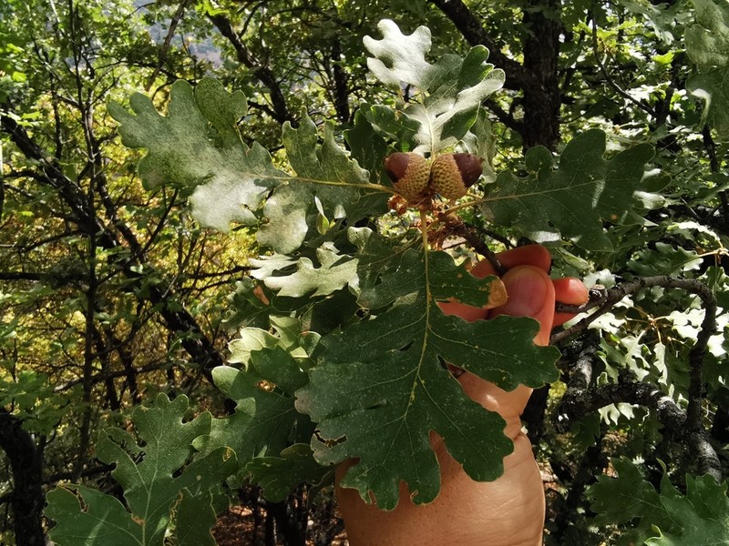 Quercus vulcanica photo 4