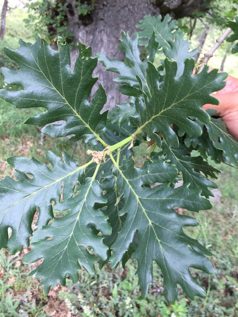 Quercus vulcanica photo 5