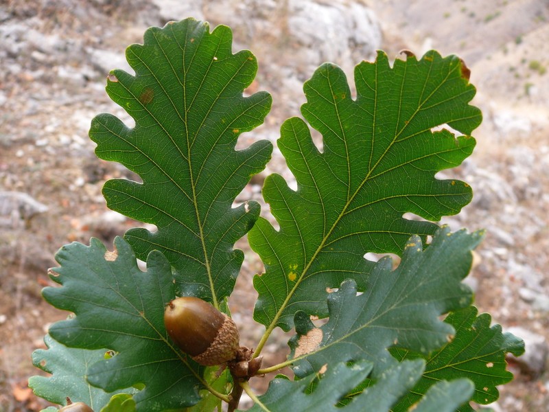 Quercus vulcanica photo 6