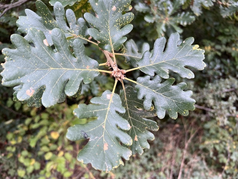Quercus vulcanica photo 7
