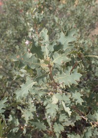 Quercus welshii