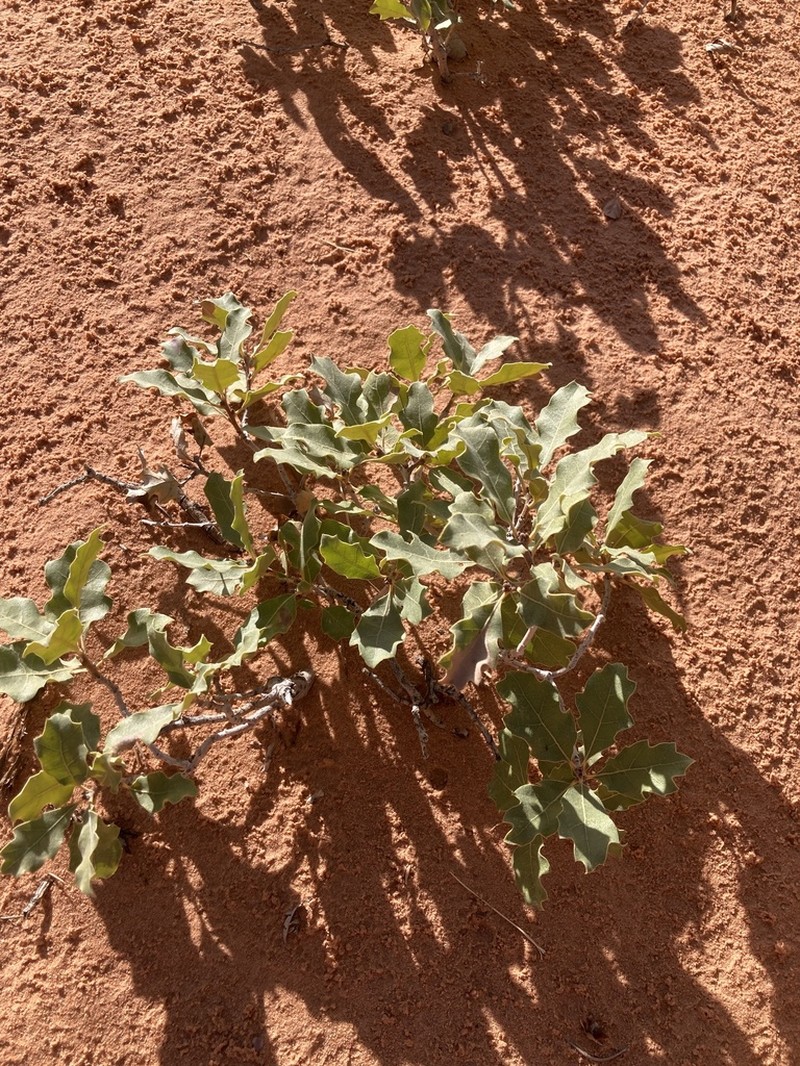 Quercus welshii photo 3