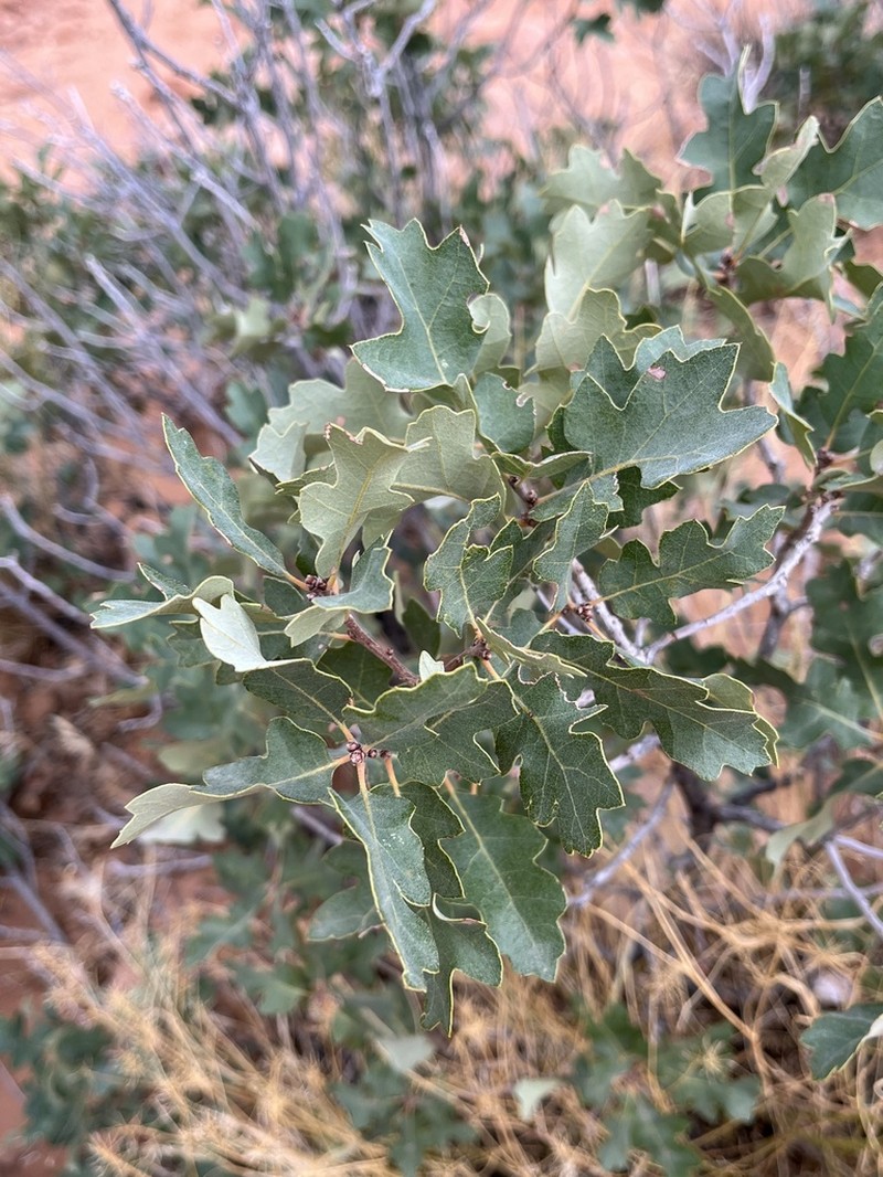 Quercus welshii photo 4