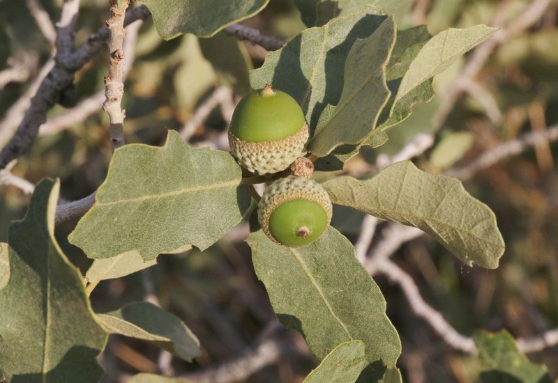 Quercus welshii photo 6