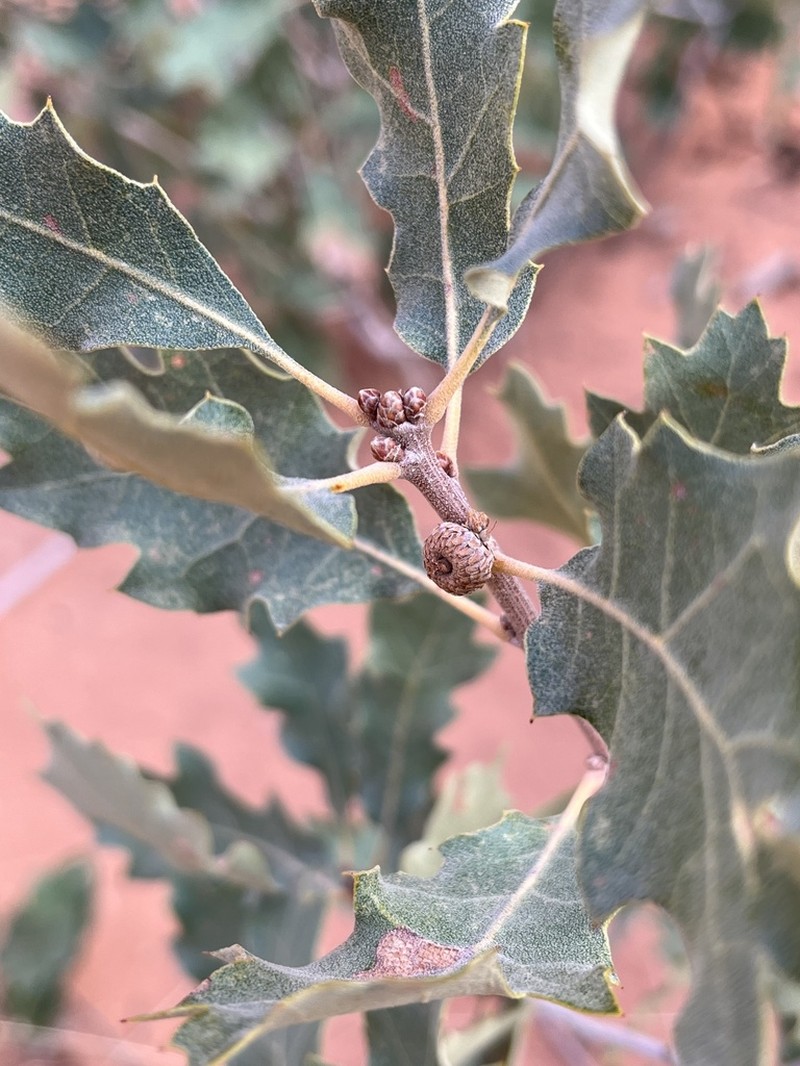Quercus welshii photo 7