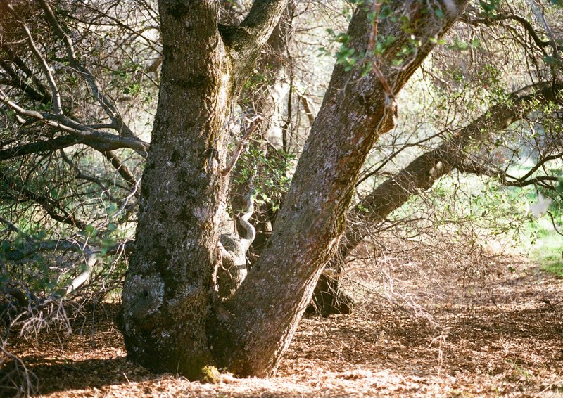 Interior Live Oak photo 8
