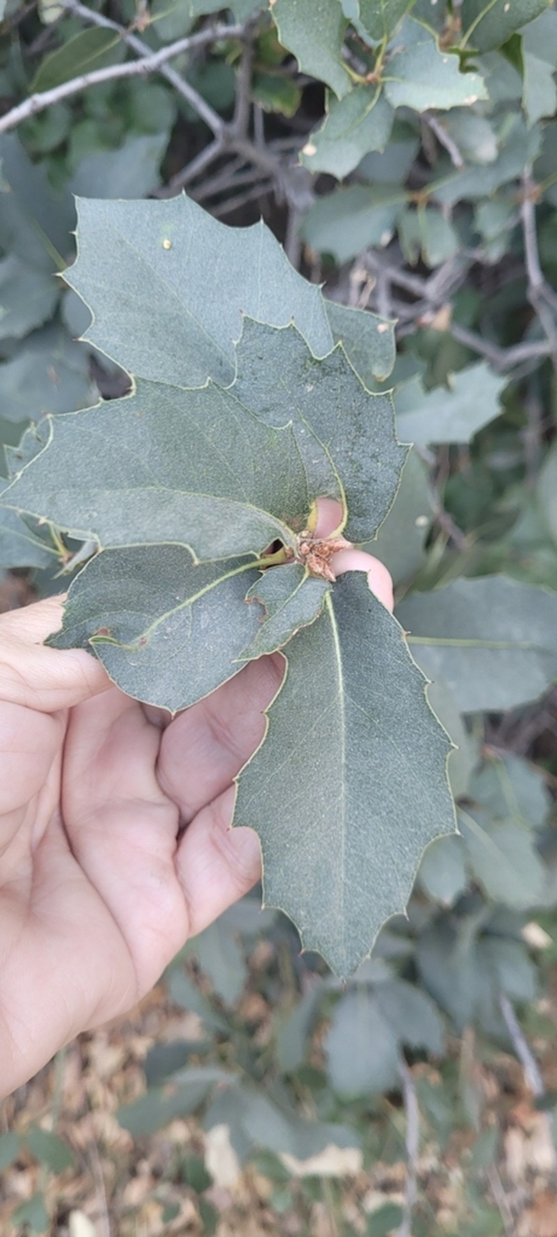 Interior Live Oak photo 5