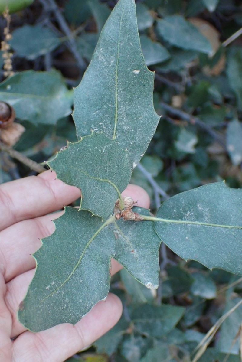 Interior Live Oak photo 6