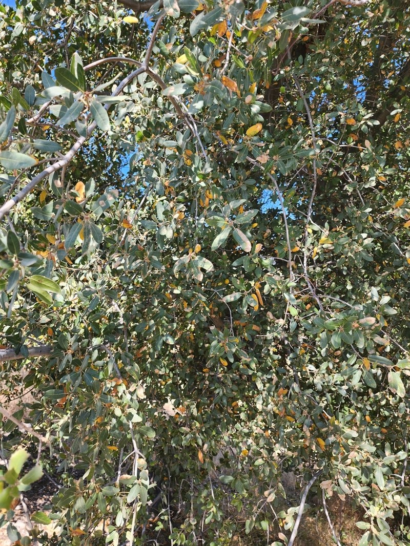 Interior Live Oak photo 8